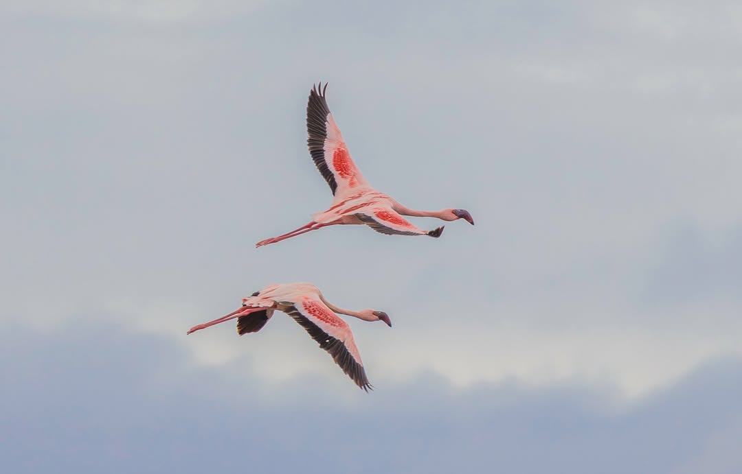 4-Day Kenya Luxury Safari: Lake Nakuru & Maasai Mara National Reserve