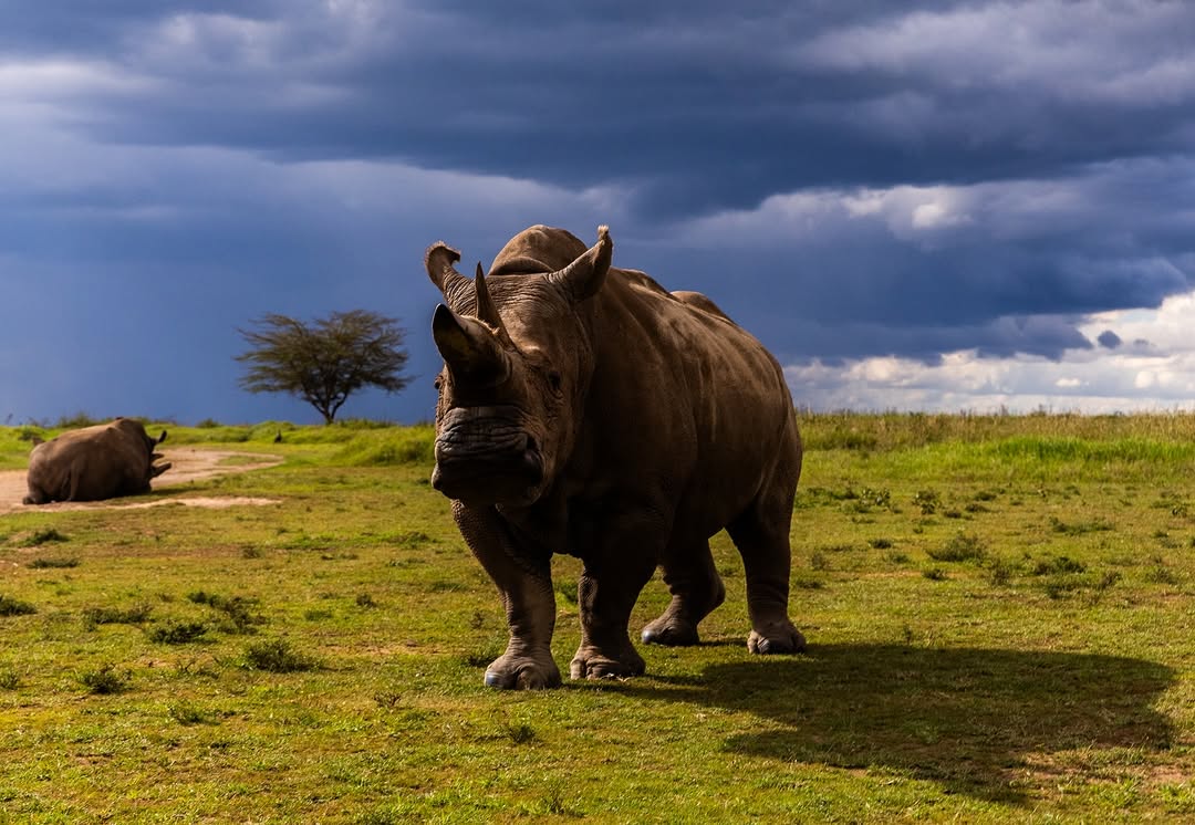 Ol Pejeta Conservancy