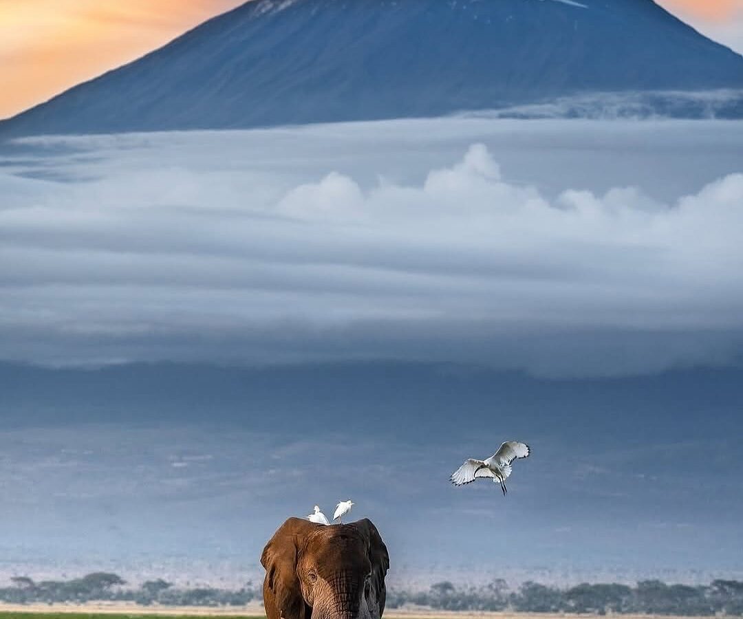 6 Days Magical Kenya Safari (Amboseli – Naivasha – Maasai Mara)