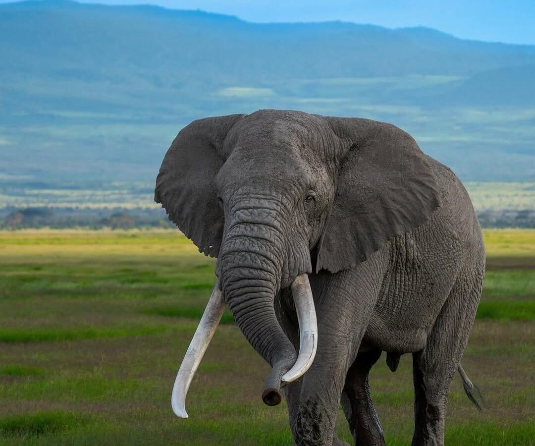 5-Day Amboseli & Tsavo Adventure
