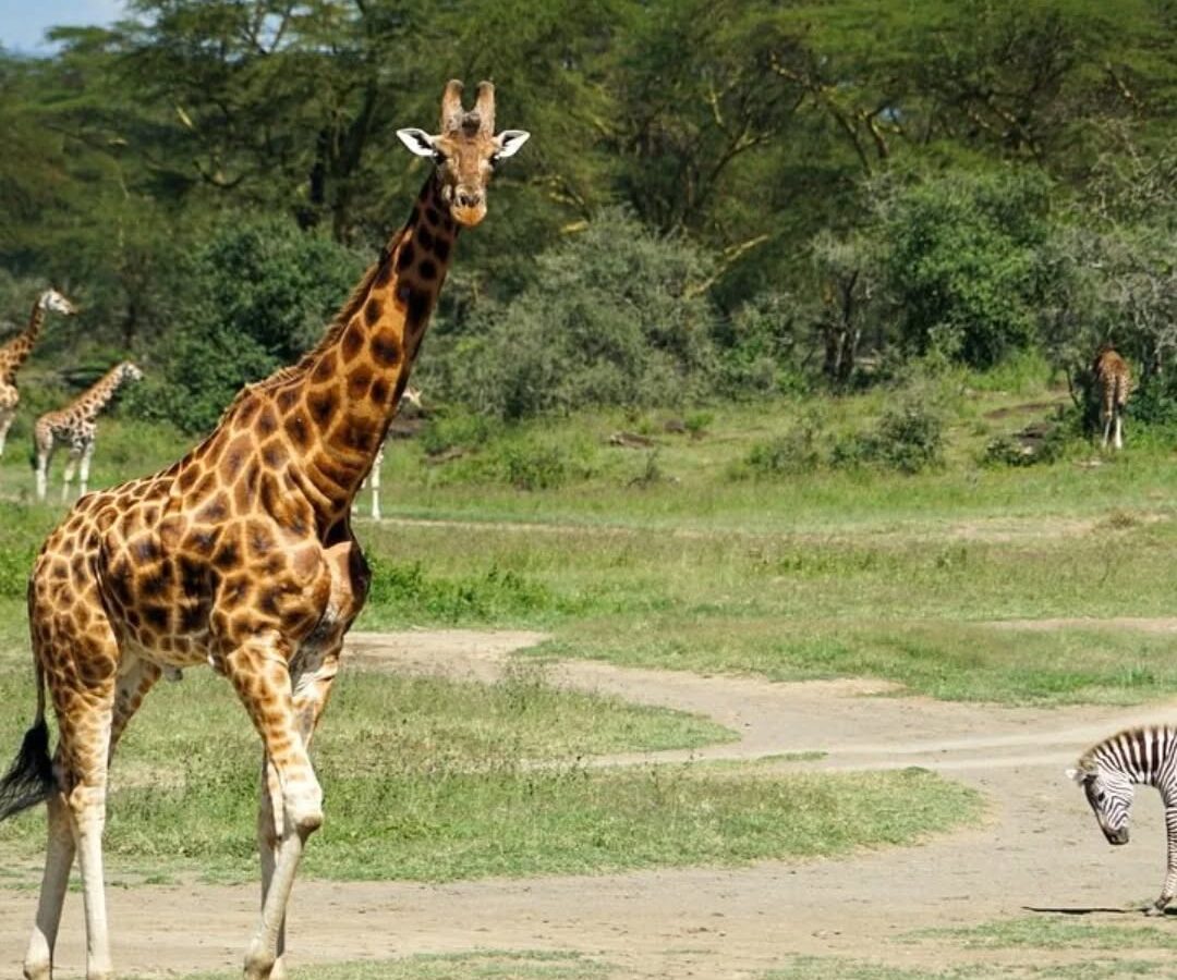 4-Day Kenya Luxury Safari: Lake Nakuru & Maasai Mara National Reserve