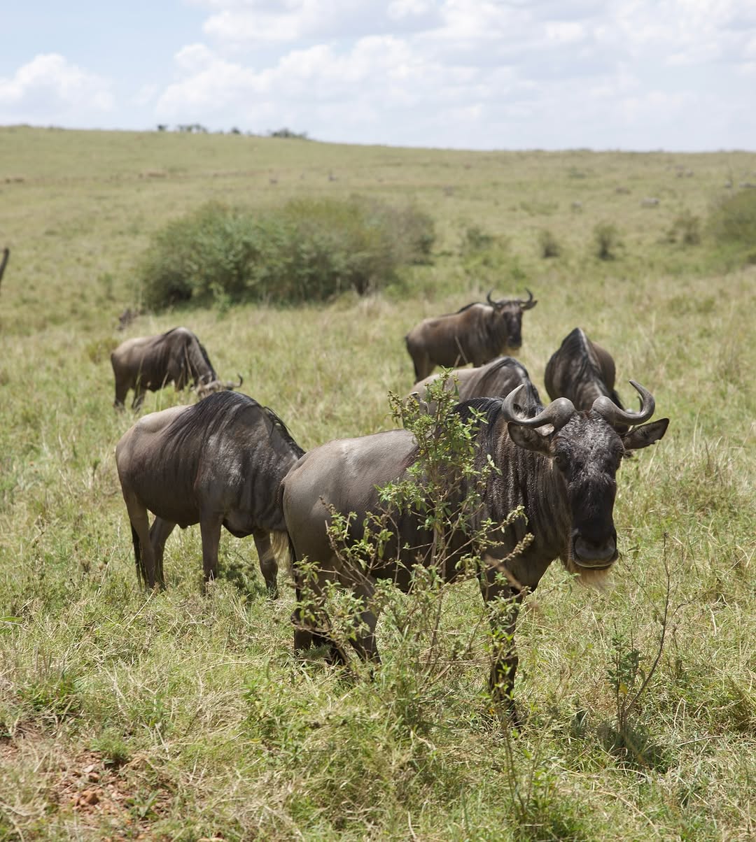 Maasai Mara