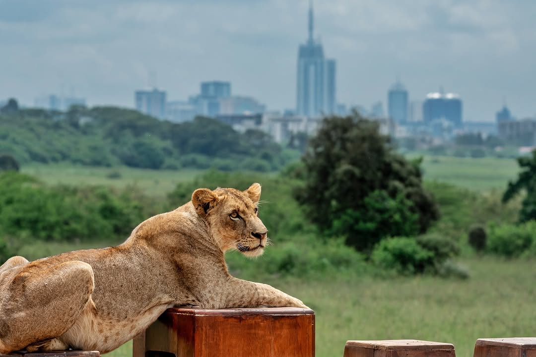 Nairobi Nationals