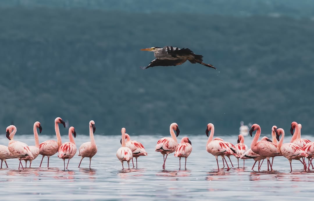 4-Day Kenya Luxury Safari: Lake Nakuru & Maasai Mara National Reserve