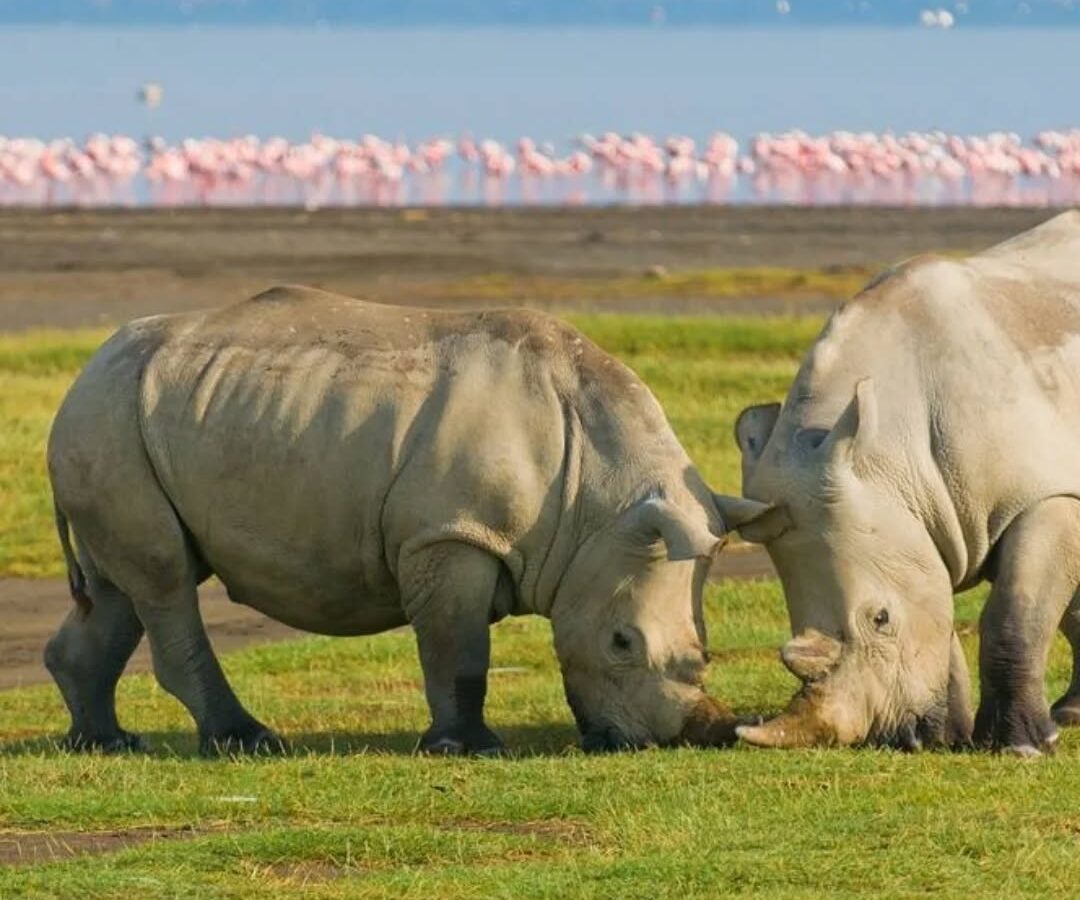4-Day Kenya Luxury Safari: Lake Nakuru & Maasai Mara National Reserve