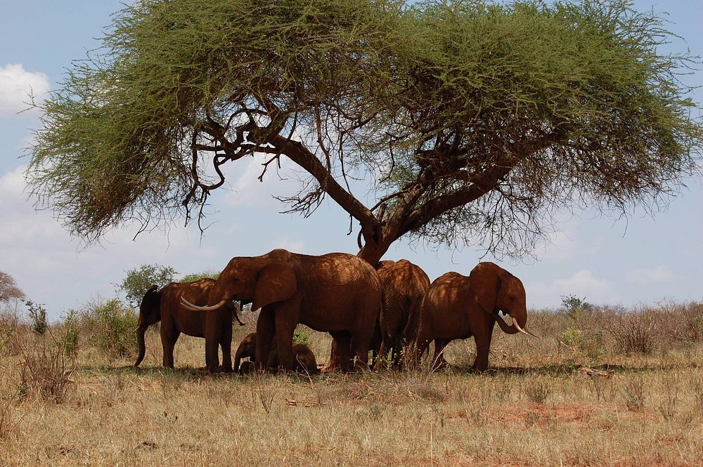 Tsavo National Parks