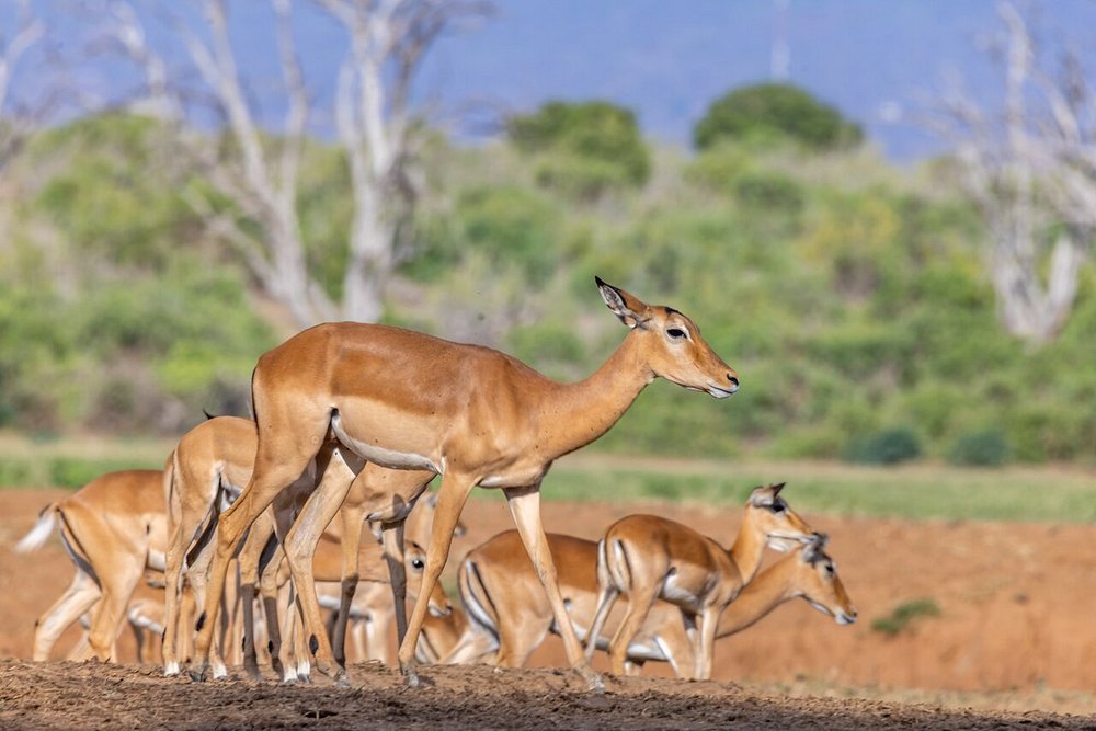 5-Day Amboseli & Tsavo Adventure