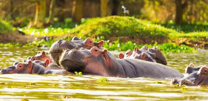 hippos in lake naivasha Kenya