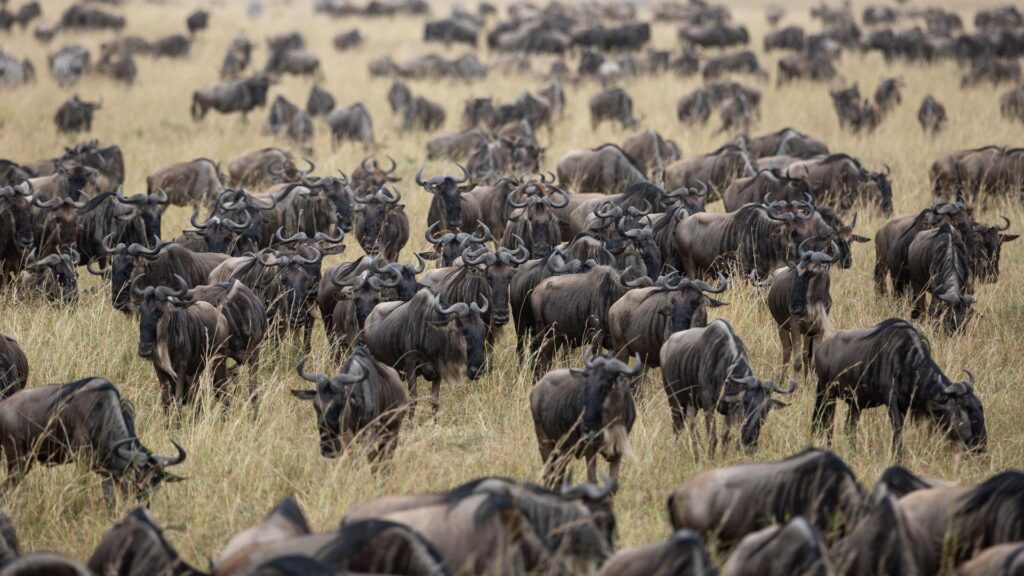 Wildebeest in Masai Mara National Reserve