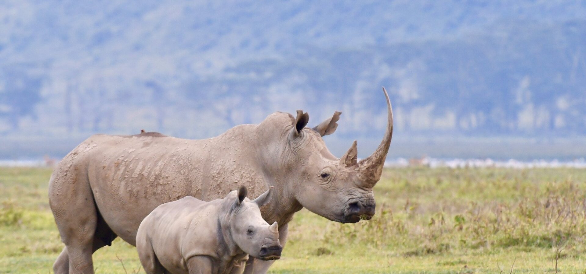 3 Days 2 Nights – Mbweha Safari Camp — Lake Nakuru – photo 10