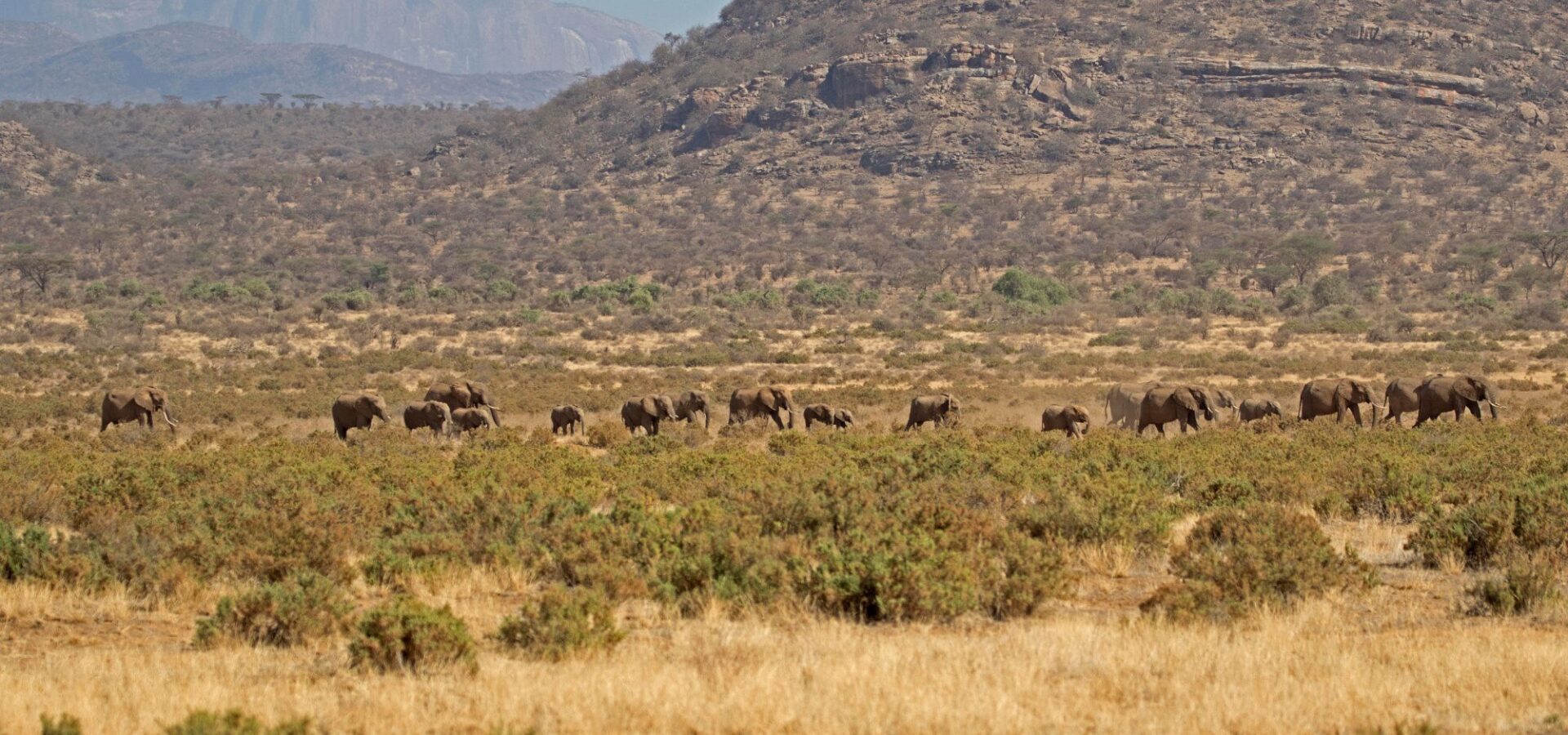 Elephant Bedroom Camp Safari – 3 Days, 2 Nights in Samburu – photo 5