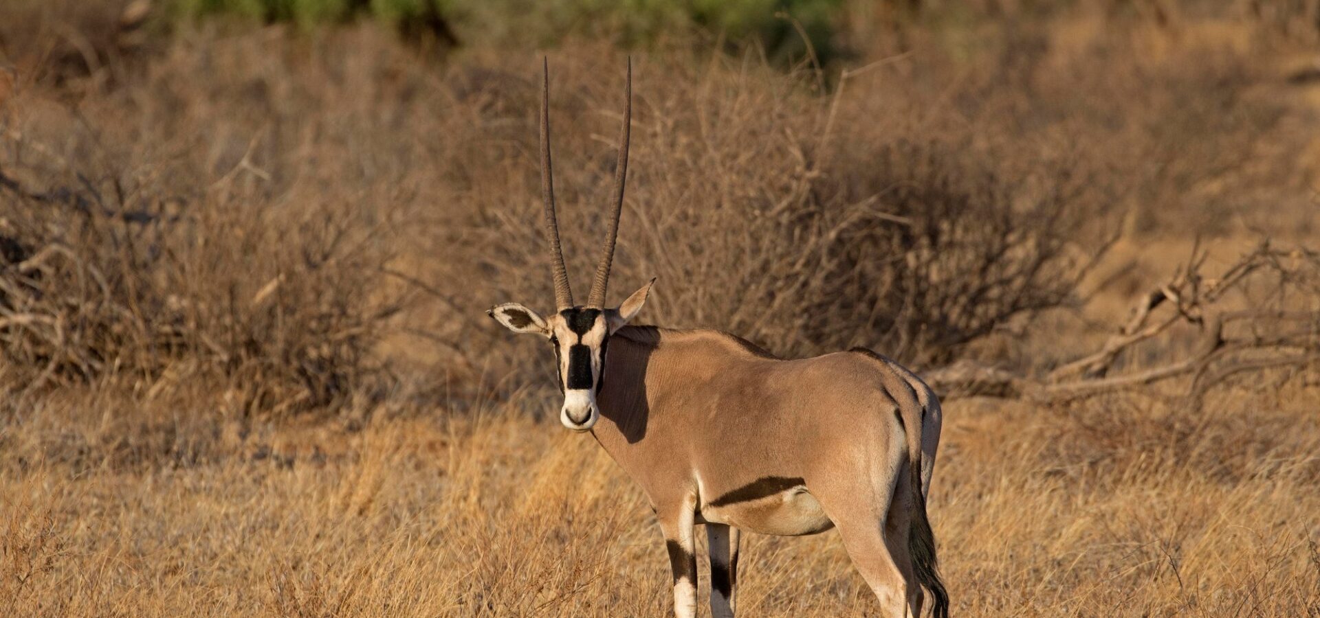 Elephant Bedroom Camp Safari – 3 Days, 2 Nights in Samburu – photo 6