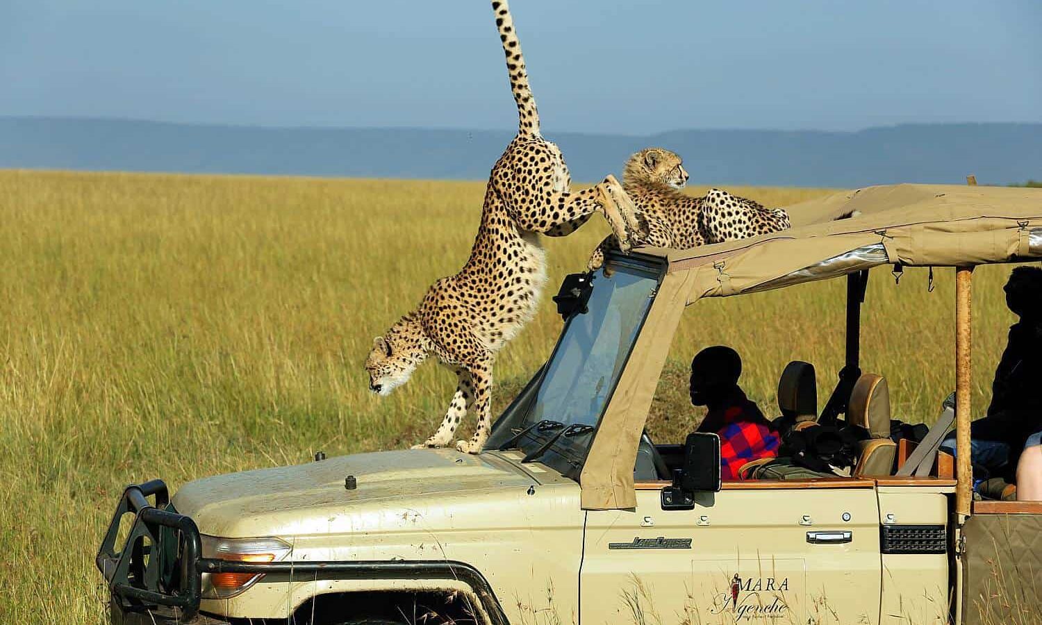 Mara Ngeche Safari Camp Safari – 3 Days, 2 Nights in the Maasai Mara – photo 10