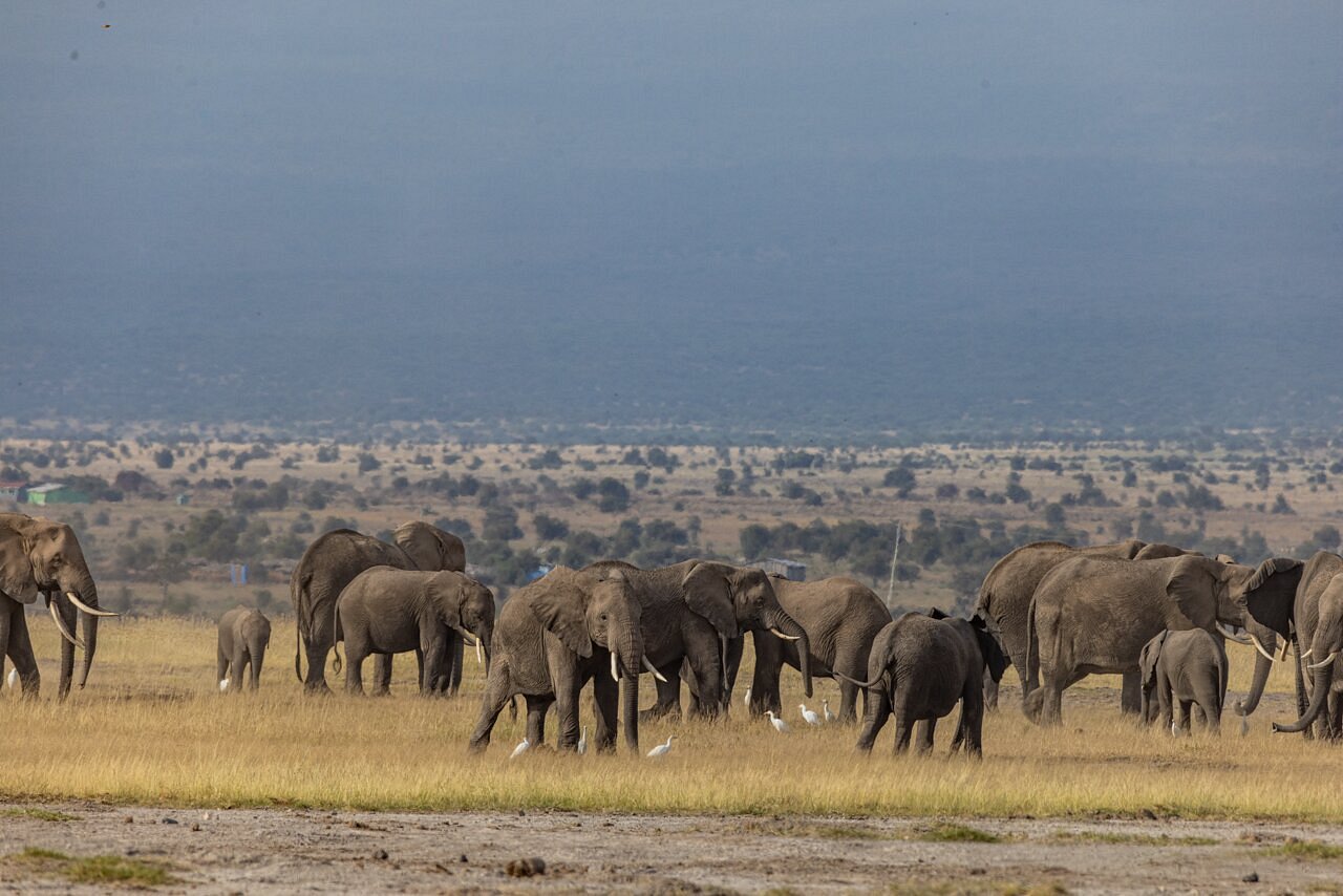 Sentrim Amboseli, photo 2