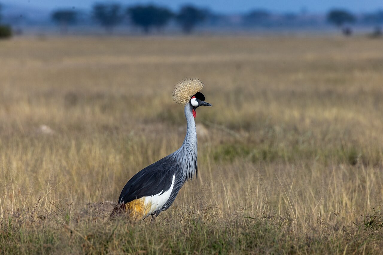 Sentrim Amboseli, photo 4
