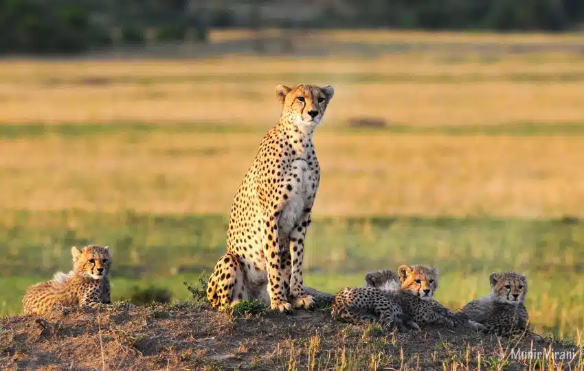 Tipilikwani Mara Camp Safari – 3 Days, 2 Nights in the Maasai Mara – photo 6