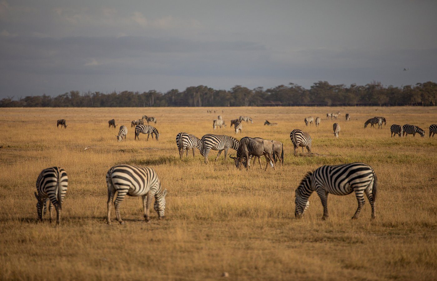 Elephant Gorge Camp Amboseli Safari – 3 Days, 2 Nights – photo 13