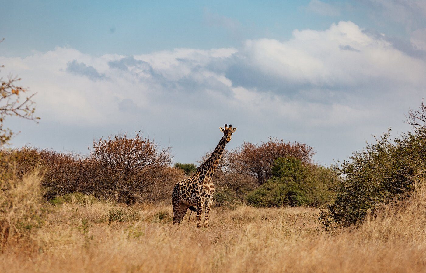 Elephant Gorge Camp Amboseli Safari – 3 Days, 2 Nights – photo 17